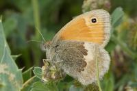 Coenonympha pamphilus