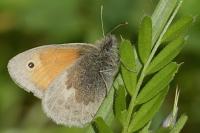 Coenonympha pamphilus