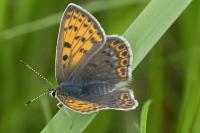 Lycaena tityrus