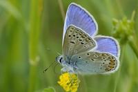 Polyommatus icarus