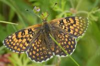 Melitaea cinxia