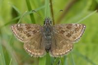 Erynnis tages