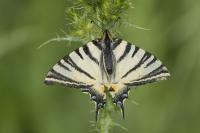 Iphiclides podalirius