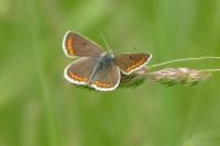 Aricia agestis