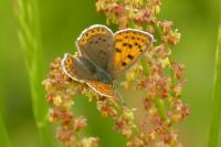 Lycaena tityrus