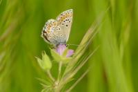 Aricia agestis