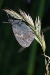 Coenonympha pamphilus