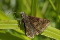 Erynnis tages