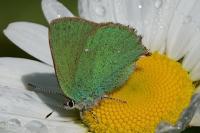 Callophrys rubi
