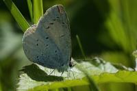 Celastrina argiolus