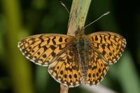 Boloria dia