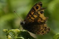 Lasiommata megera