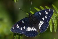 Limenitis reducta