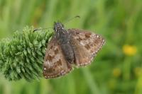 Erynnis tages