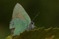 Callophrys rubi