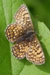Melitaea cinxia