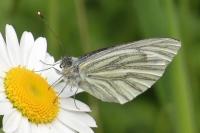 Pieris napi
