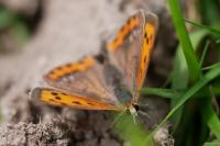 Lycaena phlaeas