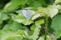 Celastrina argiolus