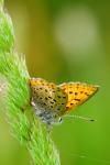 Lycaena tityrus