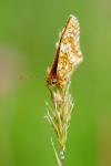 Melitaea parthenoides
