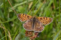 Melitaea cinxia