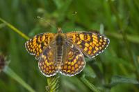 Melitaea phoebe