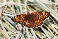Melitaea phoebe