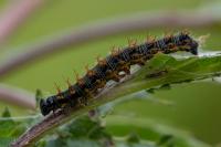 Nymphalis polychloros