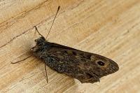 Lasiommata megera