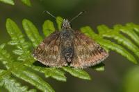 Erynnis tages
