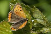 Lycaena phlaeas