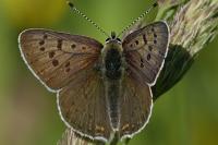 Lycaena tityrus
