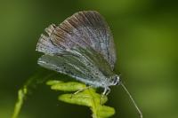 Celastrina argiolus
