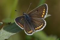 Aricia agestis