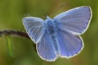 Polyommatus icarus