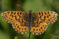 Boloria dia