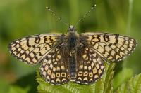 Melitaea cinxia