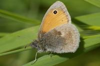 Coenonympha pamphilus