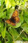Melitaea parthenoides