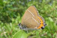 Satyrium pruni