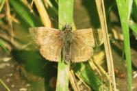 Erynnis tages