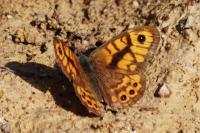 Lasiommata megera