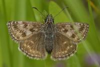 Erynnis tages