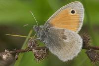 Coenonympha pamphilus