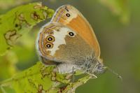 Coenonympha arcania