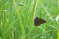Satyrium pruni