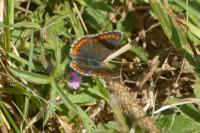 Aricia agestis