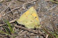 Colias crocea
