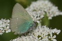 Callophrys rubi